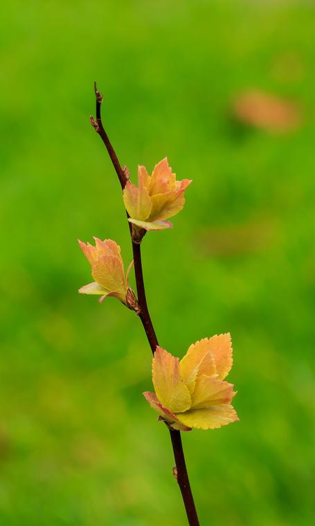 Tú tuyến Nhật / Spiraea