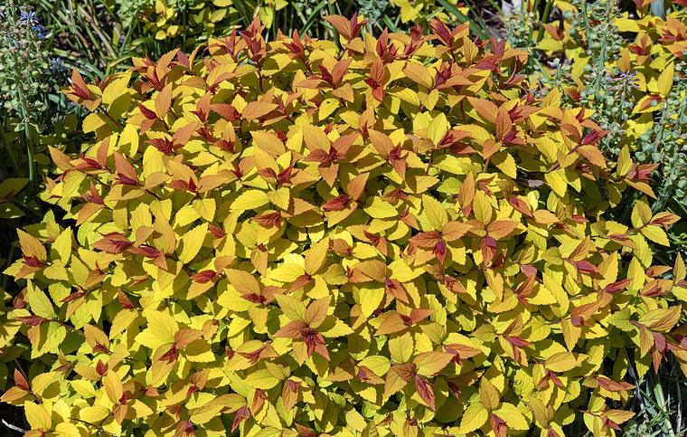 Tú tuyến Nhật / Spiraea