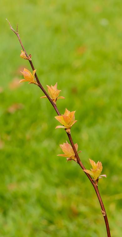 Tú tuyến Nhật / Spiraea