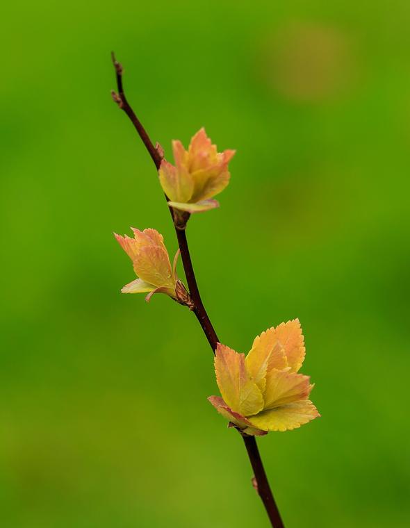 Tú tuyến Nhật / Spiraea