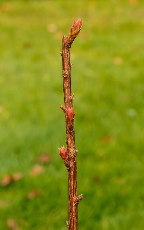 Tú tuyến Nhật / Spiraea