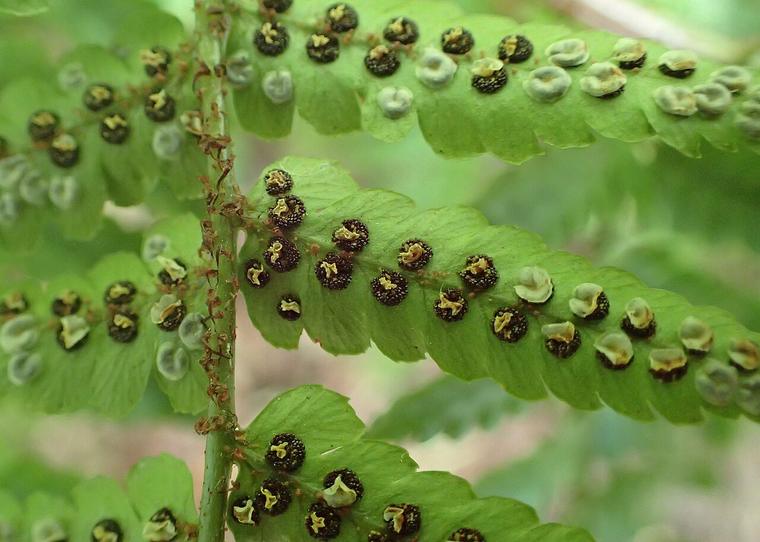 Dương xỉ đỏ
