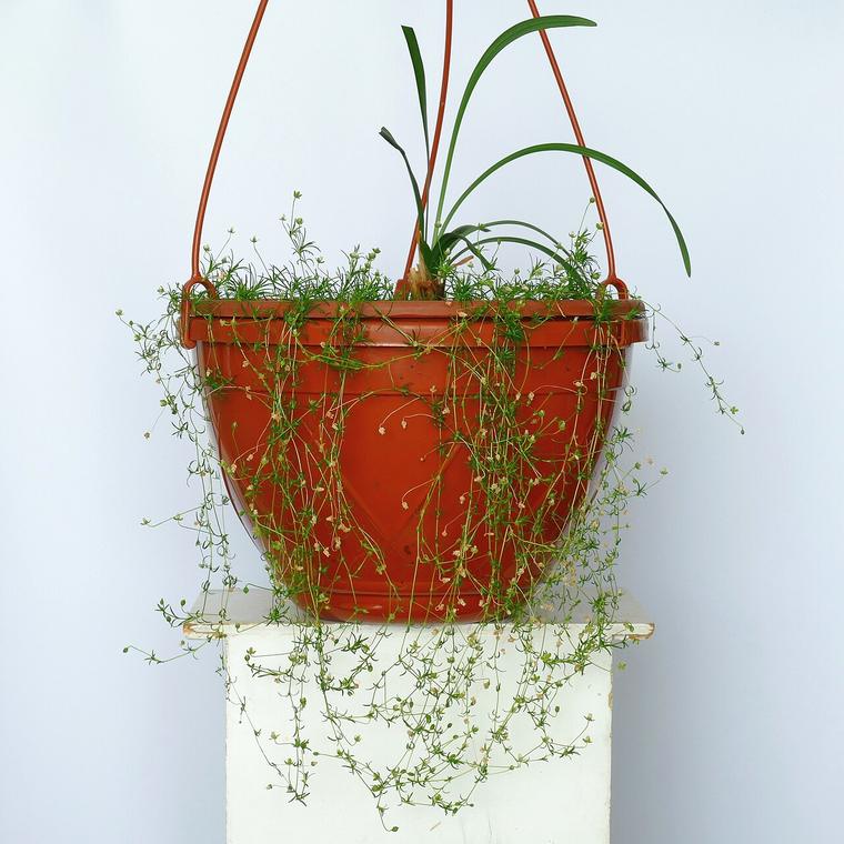 Mạch môn / Liriope
