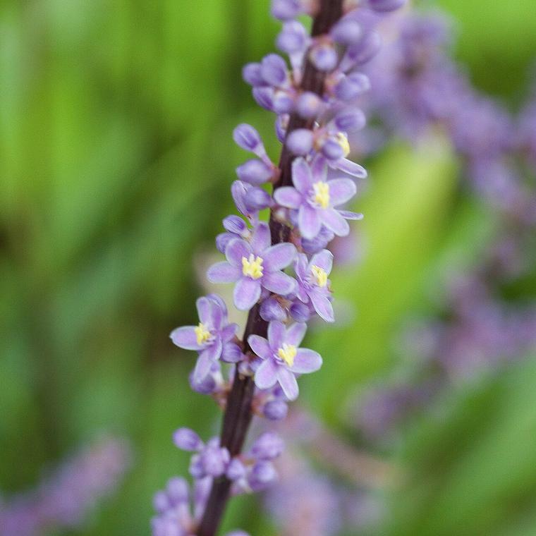 Mạch môn / Liriope