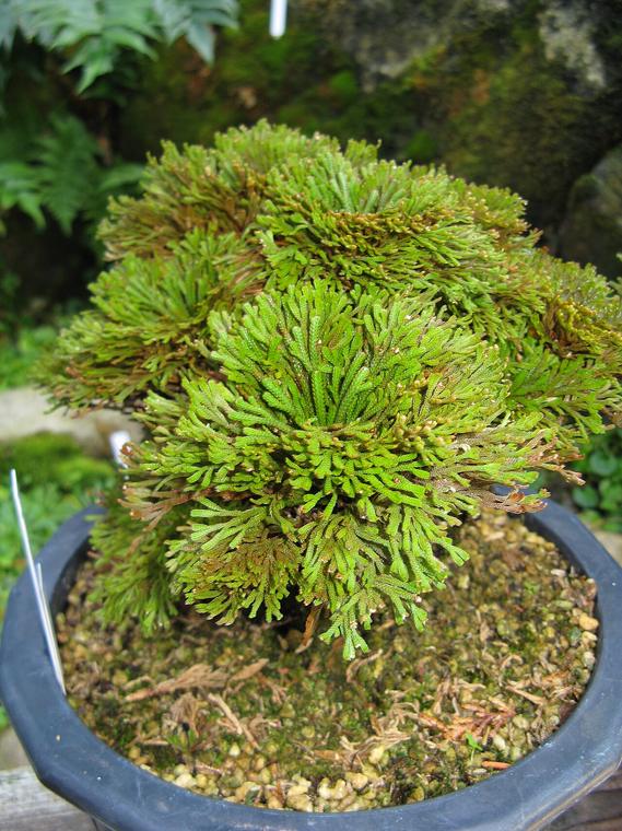 Quyển bá