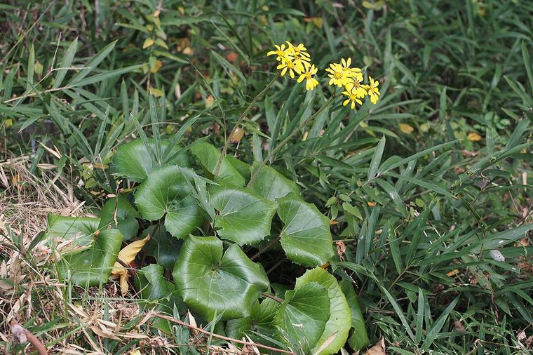 Cúc lá bàng / Farfugium