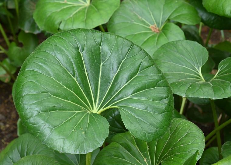 Cúc lá bàng / Farfugium