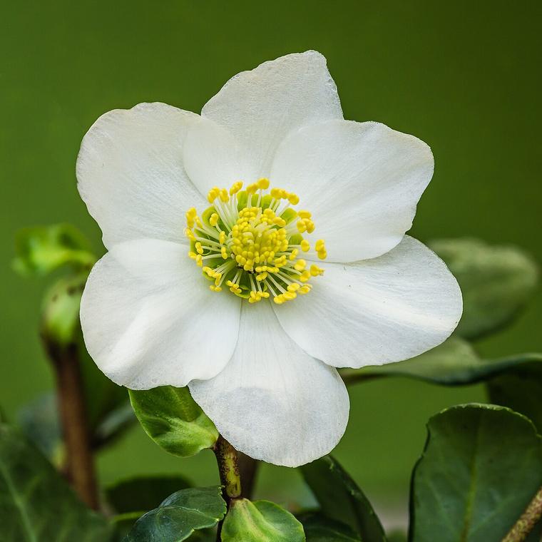Hồng Giáng sinh / Helleborus