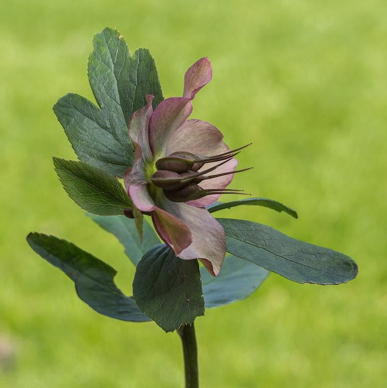 Hồng Giáng sinh / Helleborus