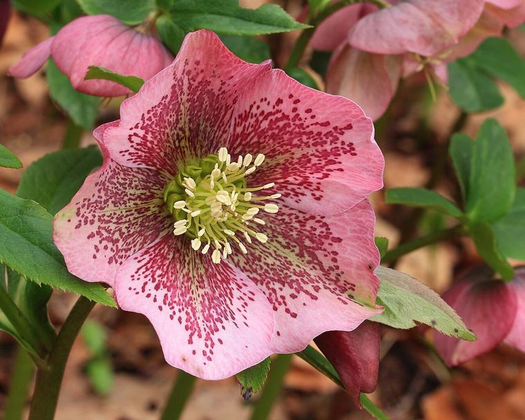 Hồng Giáng sinh / Helleborus
