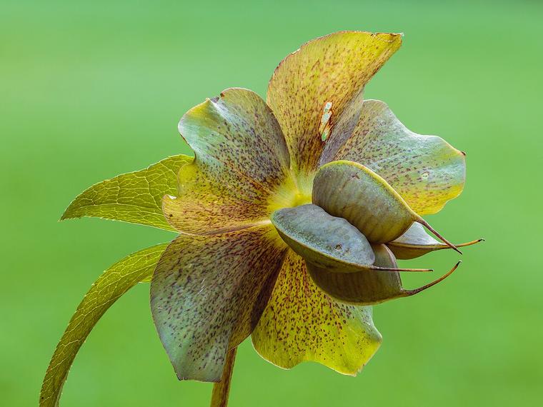 Hồng Giáng sinh / Helleborus