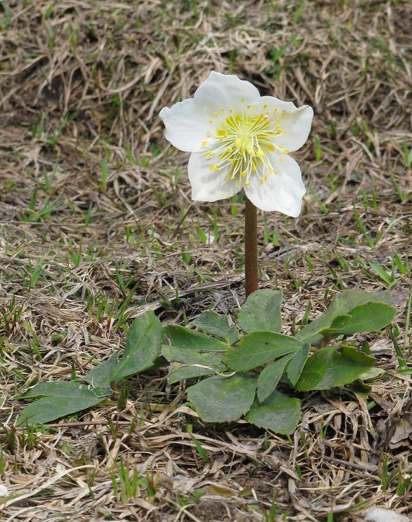 Hồng Giáng sinh / Helleborus