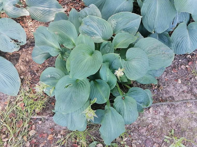 Ngọc trâm lá to / Hosta