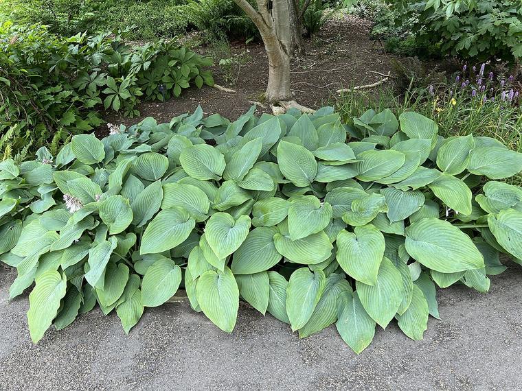 Ngọc trâm lá to / Hosta