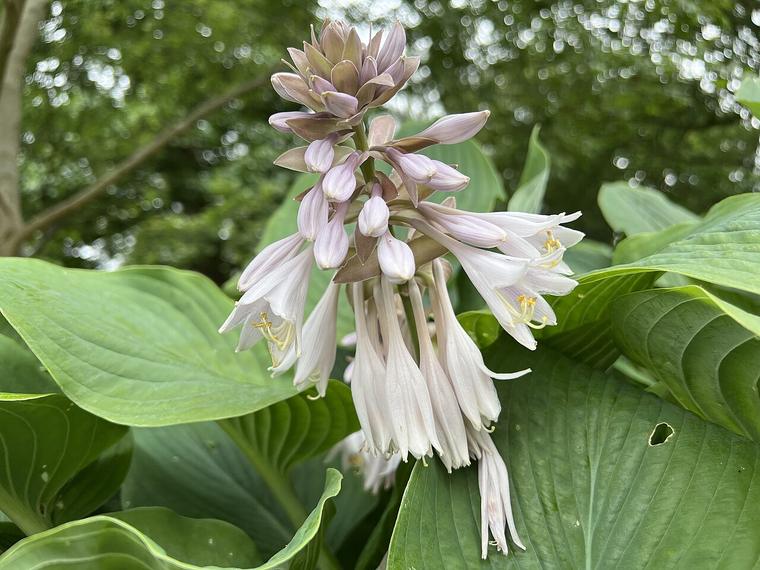 Ngọc trâm lá to / Hosta