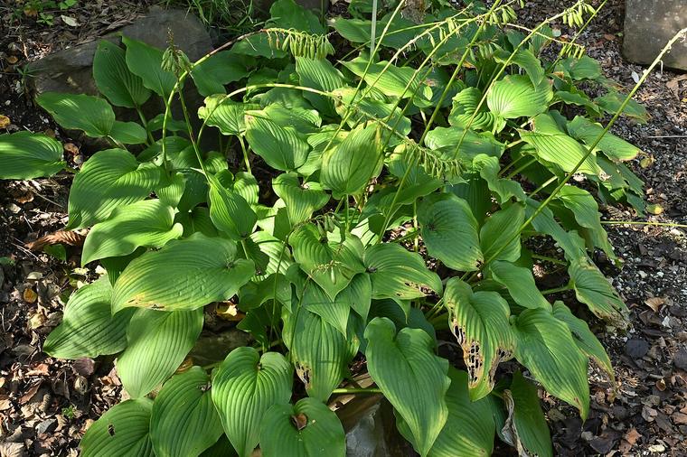 Ngọc trâm lá to / Hosta