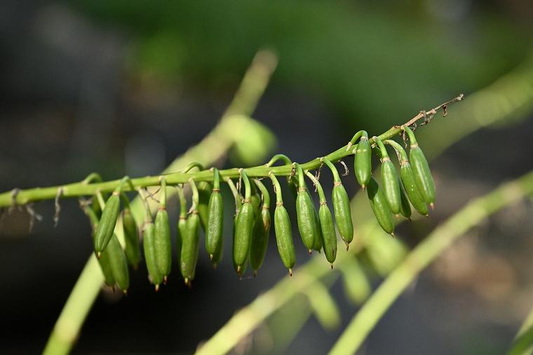 Ngọc trâm lá to / Hosta