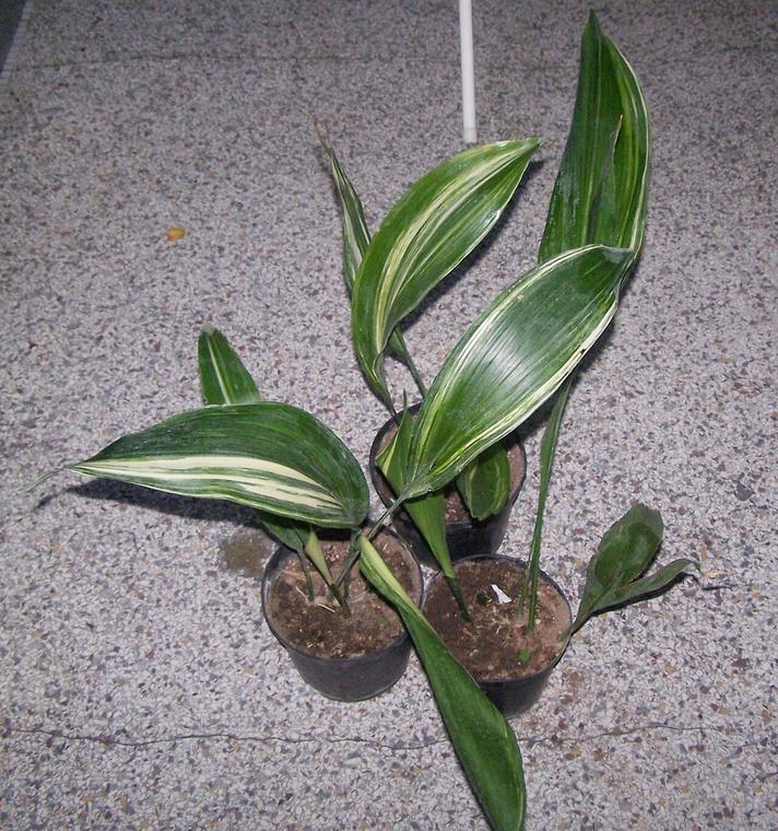 Cây lưỡi mèo
