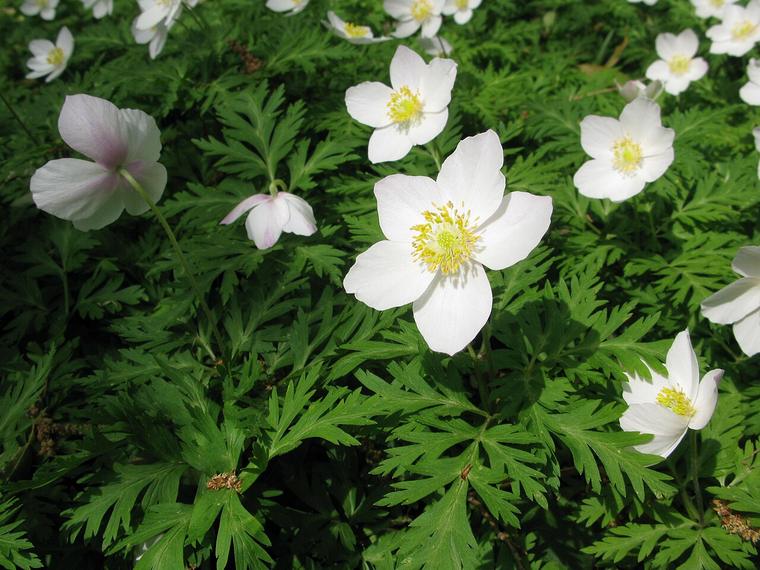 Anemone một hoa