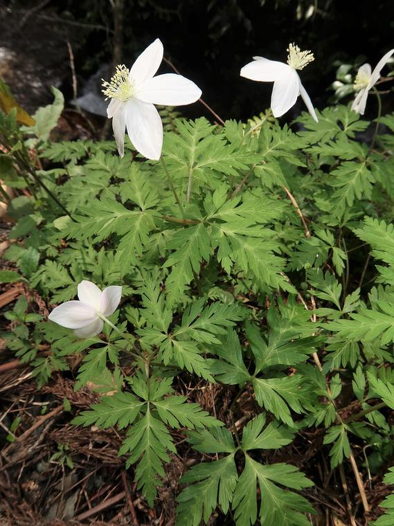 Anemone một hoa