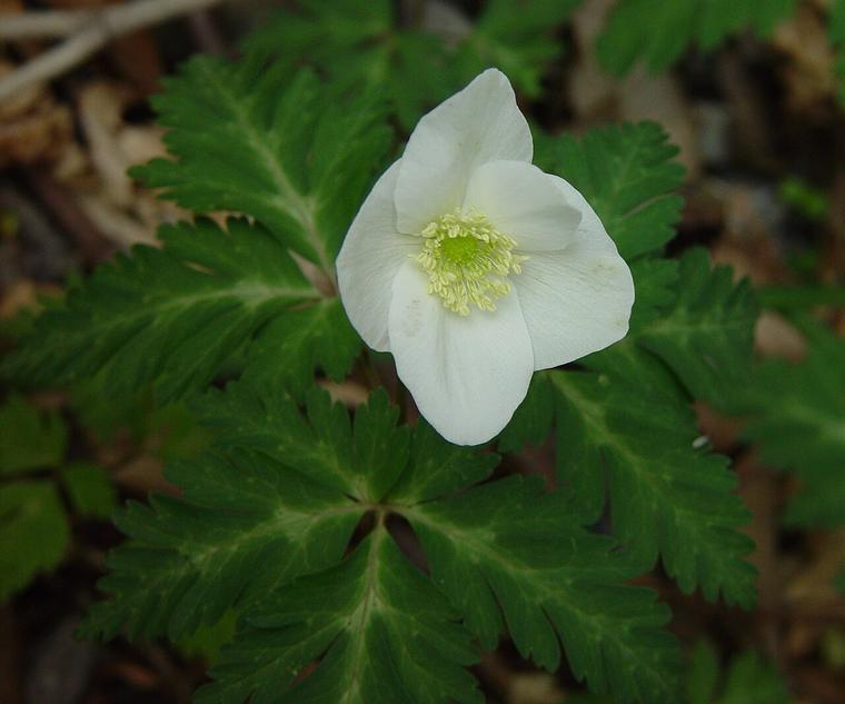 Anemone một hoa