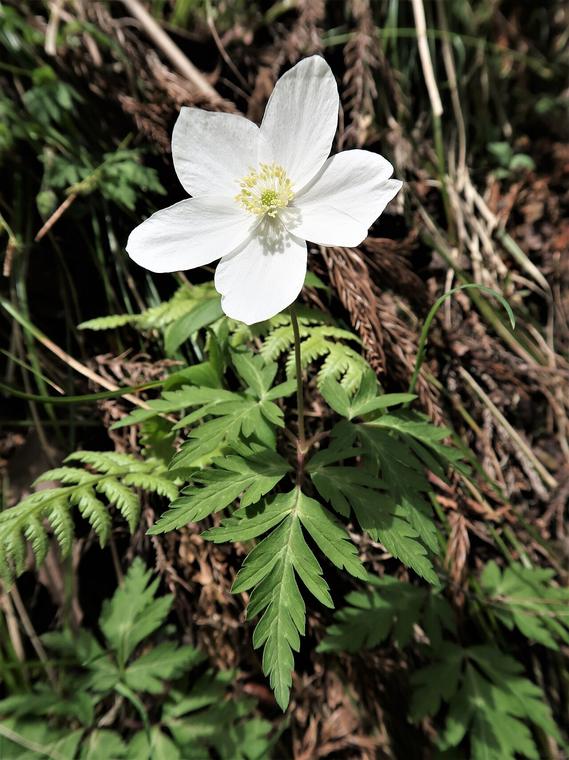 Anemone một hoa