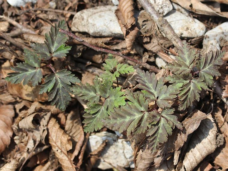 Anemone một hoa