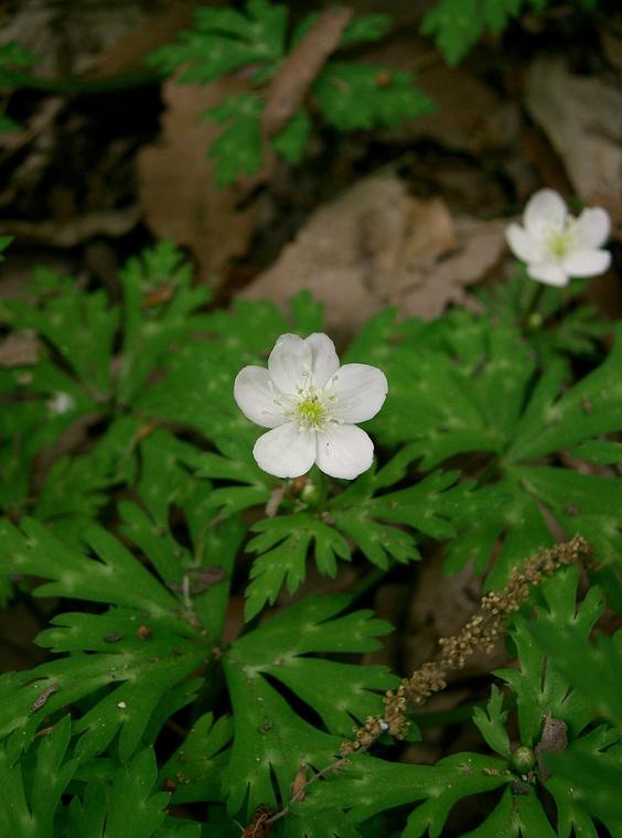 Anemone hai hoa