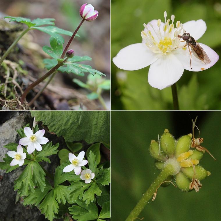 Anemone hai hoa