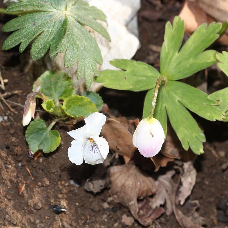 Anemone hai hoa