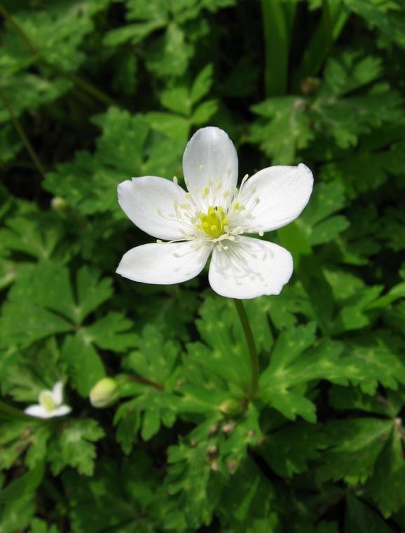 Anemone hai hoa