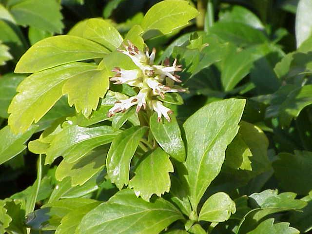 Cỏ phú quý / Pachysandra