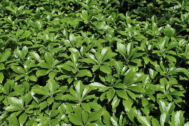Cỏ phú quý / Pachysandra