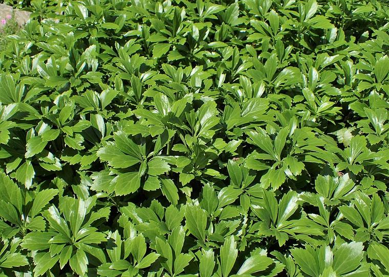 Cỏ phú quý / Pachysandra