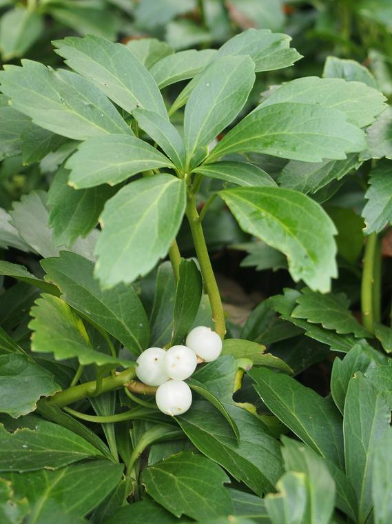 Cỏ phú quý / Pachysandra