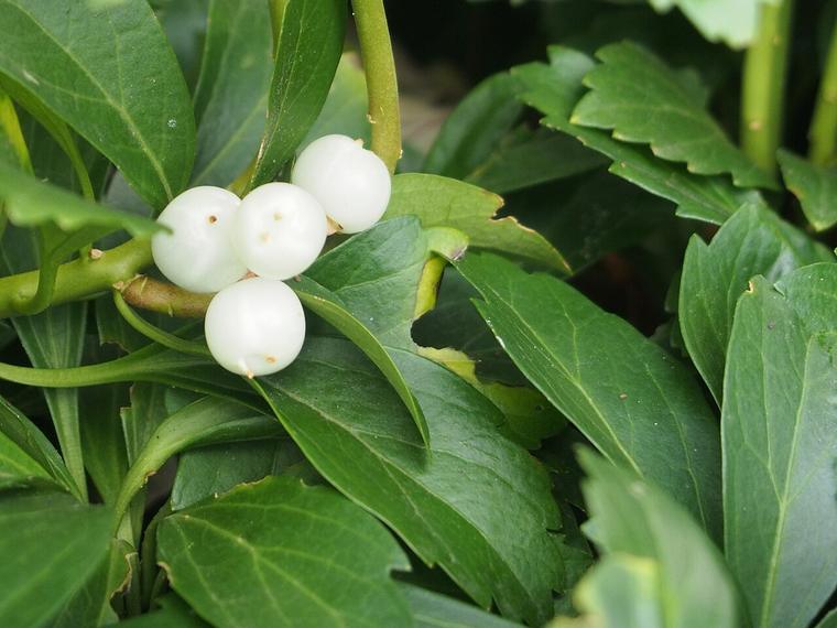 Cỏ phú quý / Pachysandra