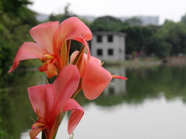 Ngải hoa vàng