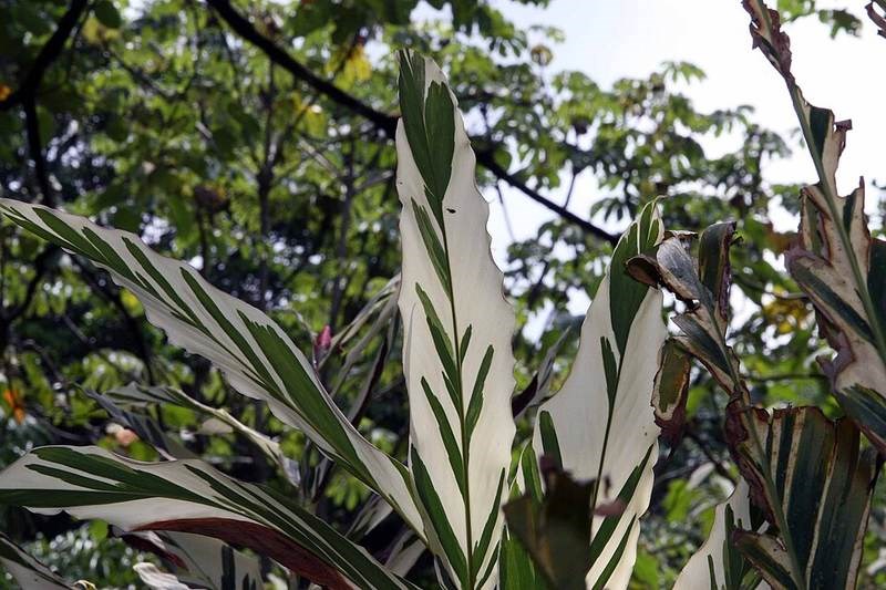 Gừng cảnh sọc