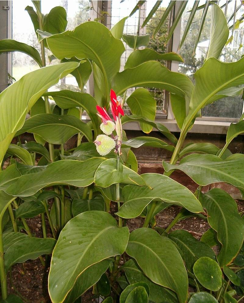 Chuối hoa đỏ