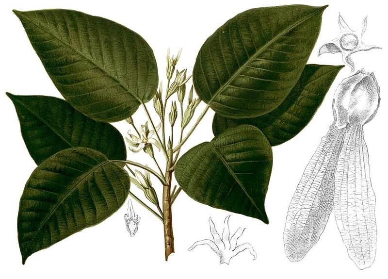 Dầu song nàng
