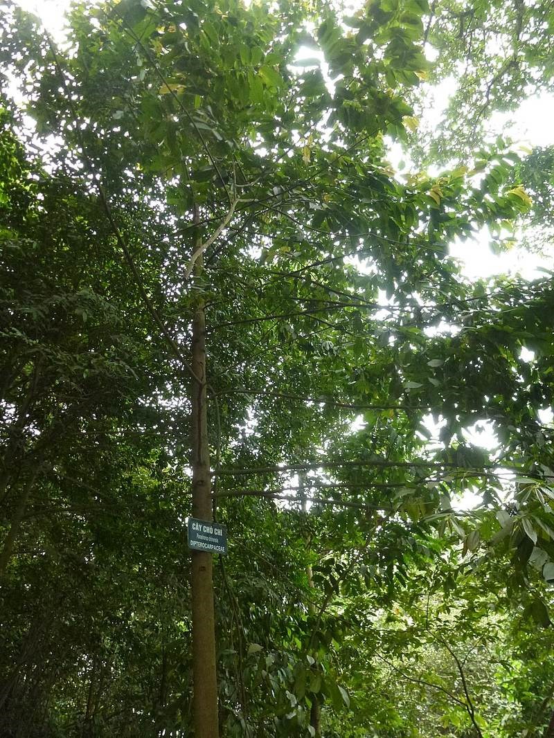 Chò chỉ