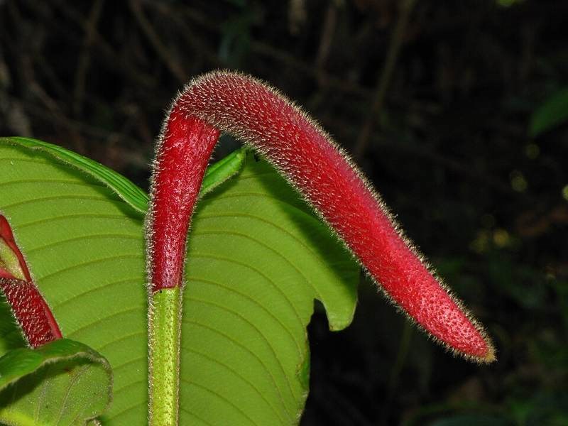Chò nâu