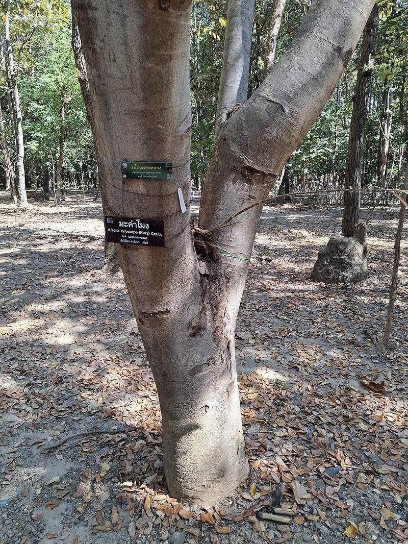 Gõ đỏ