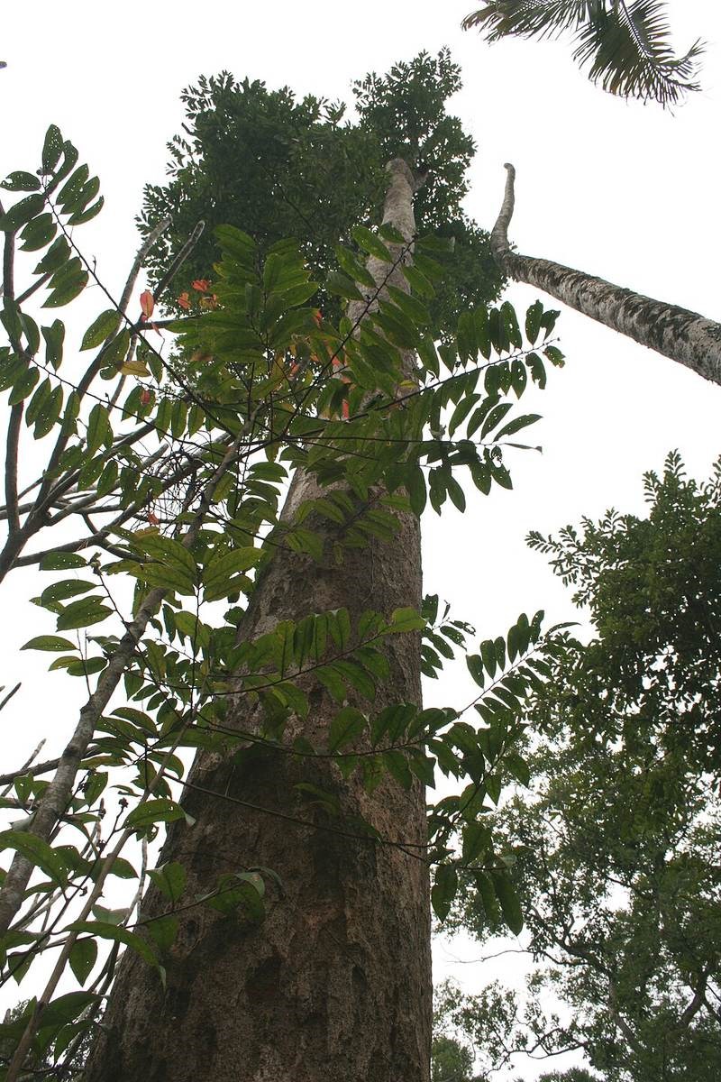 Sến mật