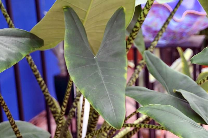 Môn ngựa