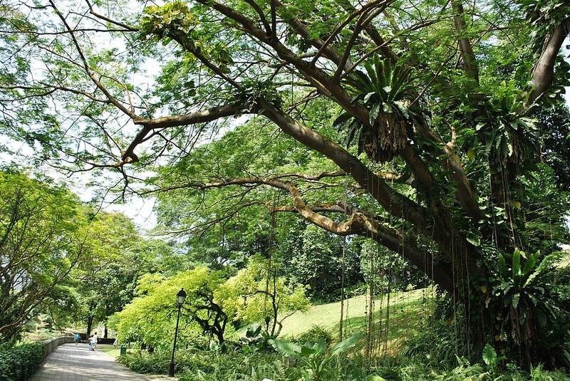 Điệp phèo heo