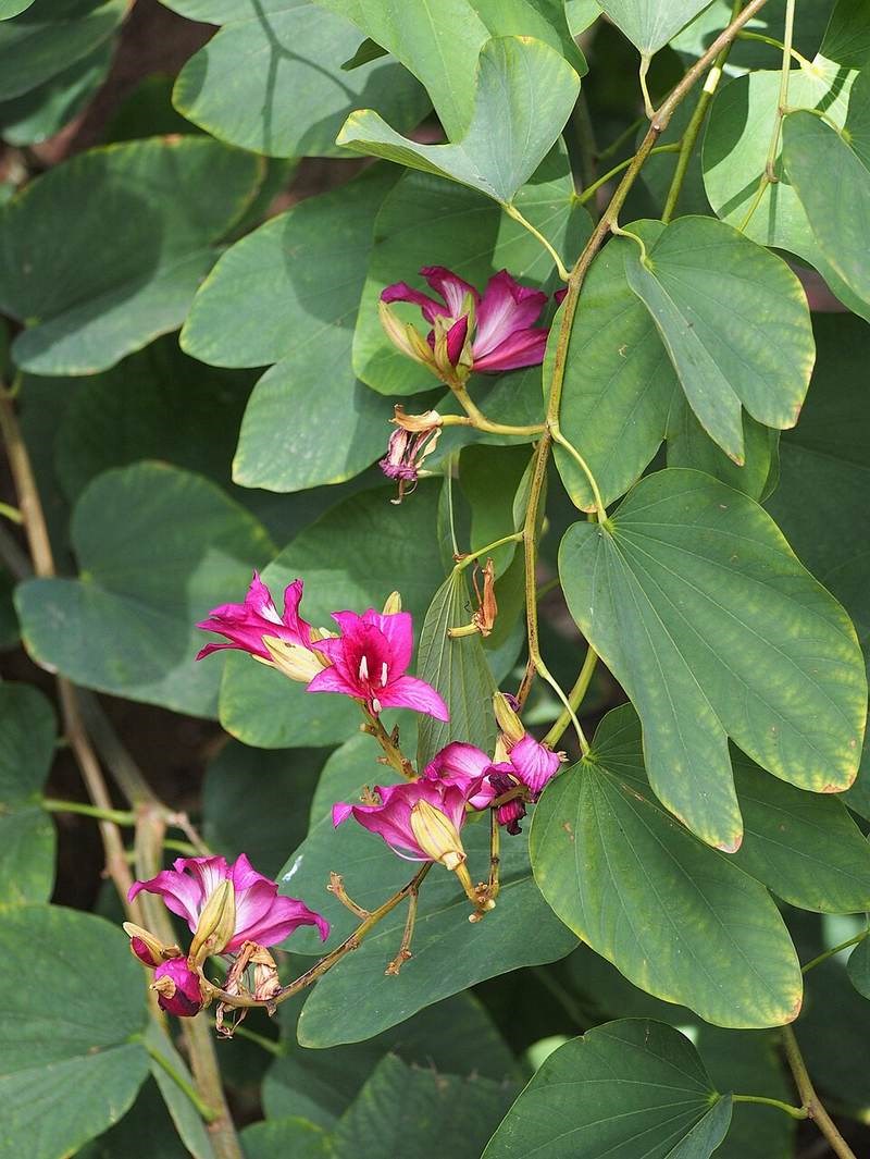 Ban hoàng hậu