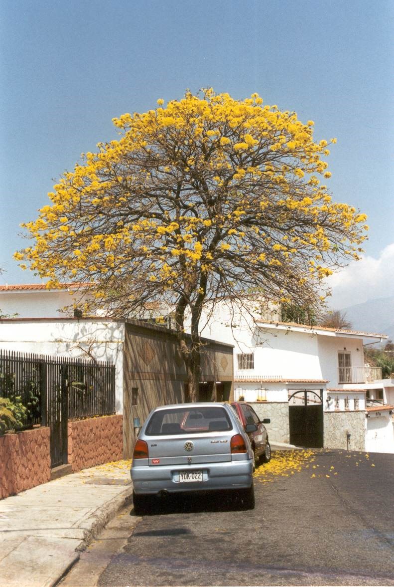 Chuông vàng