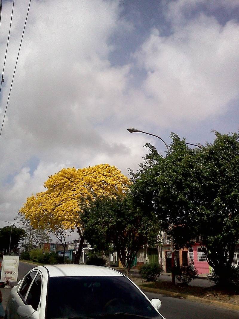 Chuông vàng