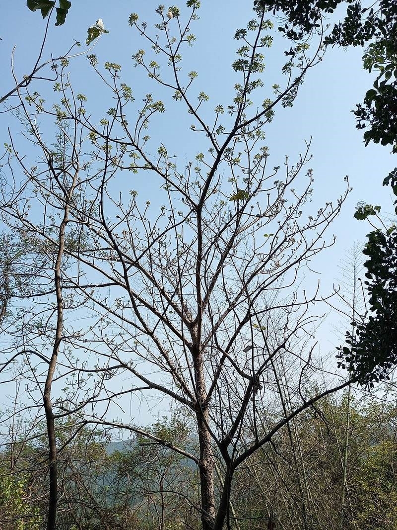 Gạo